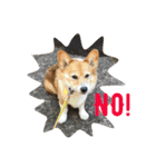 corgi@LOVE2（個別スタンプ：13）