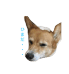 corgi@LOVE2（個別スタンプ：14）