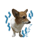 corgi@LOVE2（個別スタンプ：15）