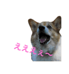 corgi@LOVE2（個別スタンプ：16）