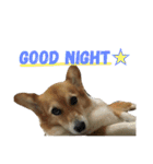 corgi@LOVE2（個別スタンプ：17）