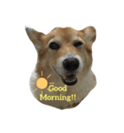 corgi@LOVE2（個別スタンプ：18）