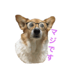 corgi@LOVE2（個別スタンプ：19）