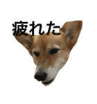 corgi@LOVE2（個別スタンプ：20）