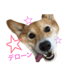 corgi@LOVE2（個別スタンプ：22）