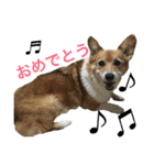 corgi@LOVE2（個別スタンプ：23）