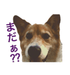 corgi@LOVE2（個別スタンプ：24）