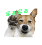corgi@LOVE2（個別スタンプ：25）