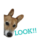 corgi@LOVE2（個別スタンプ：26）