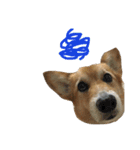 corgi@LOVE2（個別スタンプ：27）