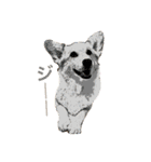 corgi@LOVE2（個別スタンプ：28）