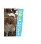 corgi@LOVE2（個別スタンプ：29）