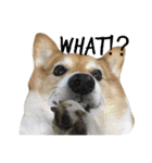 corgi@LOVE2（個別スタンプ：31）