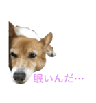 corgi@LOVE2（個別スタンプ：32）