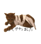 ロン毛の猫（個別スタンプ：1）
