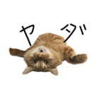 ロン毛の猫（個別スタンプ：2）