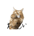 ロン毛の猫（個別スタンプ：3）
