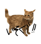 ロン毛の猫（個別スタンプ：4）