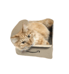 ロン毛の猫（個別スタンプ：6）