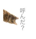 ロン毛の猫（個別スタンプ：8）