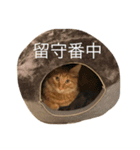 ロン毛の猫（個別スタンプ：9）