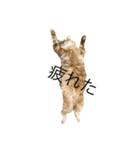ロン毛の猫（個別スタンプ：10）