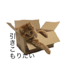ロン毛の猫（個別スタンプ：11）