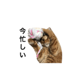 ロン毛の猫（個別スタンプ：13）