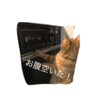ロン毛の猫（個別スタンプ：14）