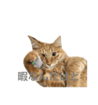 ロン毛の猫（個別スタンプ：15）