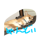アポロとこむぎ2（個別スタンプ：4）