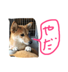 アポロとこむぎ2（個別スタンプ：6）