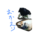 アポロとこむぎ2（個別スタンプ：11）