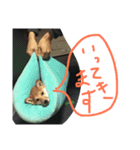 アポロとこむぎ2（個別スタンプ：12）