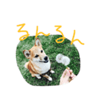 アポロとこむぎ2（個別スタンプ：15）