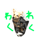 アポロとこむぎ2（個別スタンプ：16）