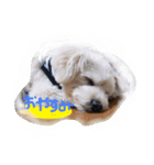 gimnam（個別スタンプ：3）