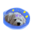 gimnam（個別スタンプ：4）