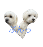 マルチーズ♡2マル ちょことプリマ（個別スタンプ：4）