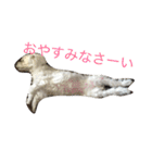 マルチーズ♡2マル ちょことプリマ（個別スタンプ：5）