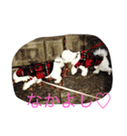マルチーズ♡2マル ちょことプリマ（個別スタンプ：16）