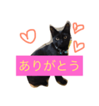 黒猫のくろまめちゃん パート2（個別スタンプ：1）