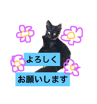 黒猫のくろまめちゃん パート2（個別スタンプ：5）