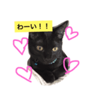黒猫のくろまめちゃん パート2（個別スタンプ：7）