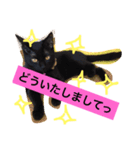黒猫のくろまめちゃん パート2（個別スタンプ：8）