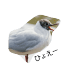 色々な鳥（個別スタンプ：2）