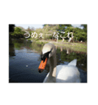 色々な鳥（個別スタンプ：3）