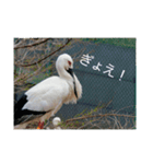 色々な鳥（個別スタンプ：4）
