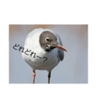 色々な鳥（個別スタンプ：6）