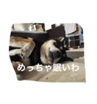 黒柴ひじきスタンプ（個別スタンプ：1）